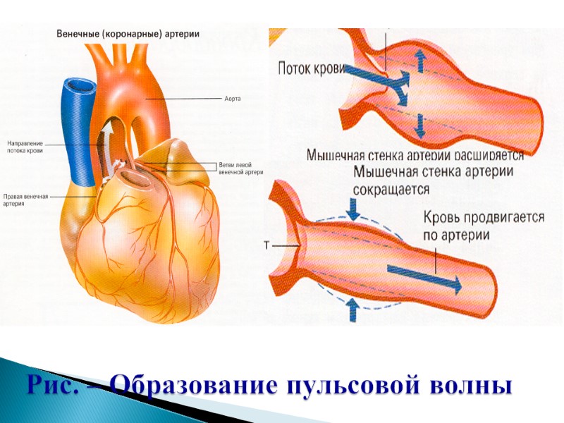 Рис. – Образование пульсовой волны